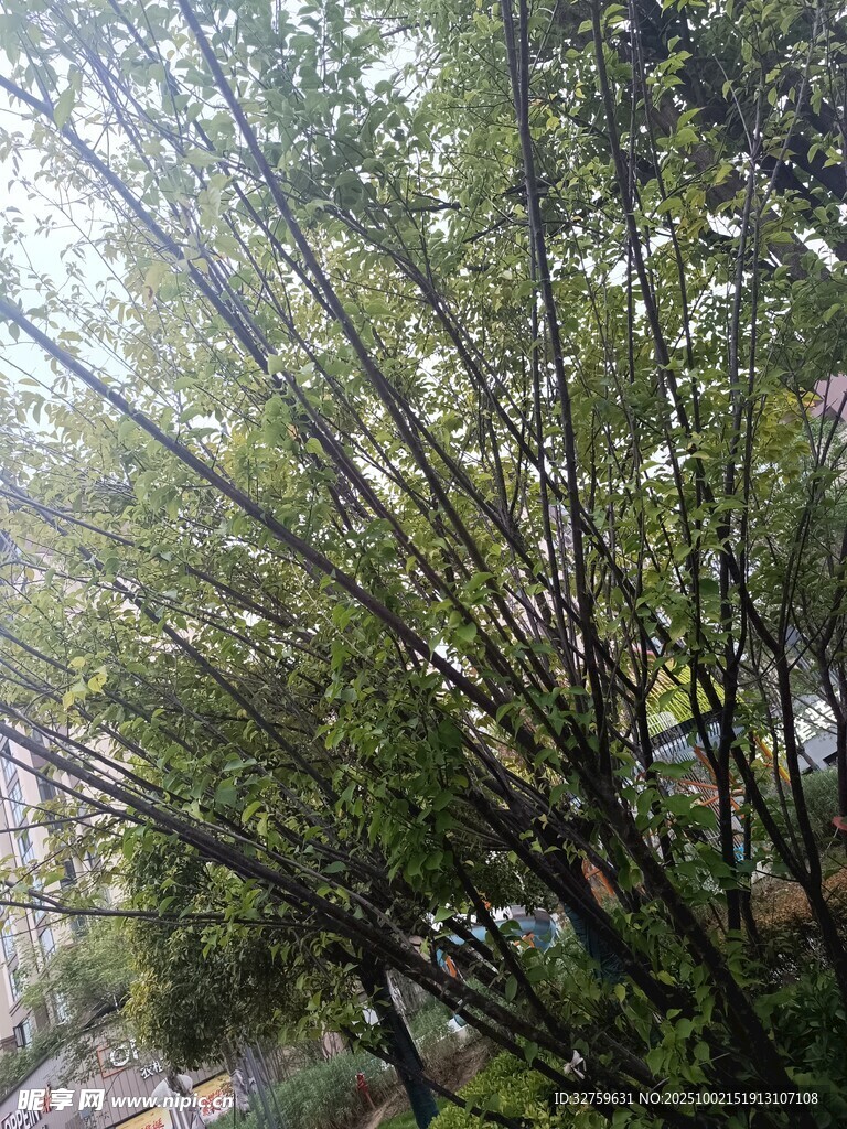 阳光照耀下的翠绿竹林