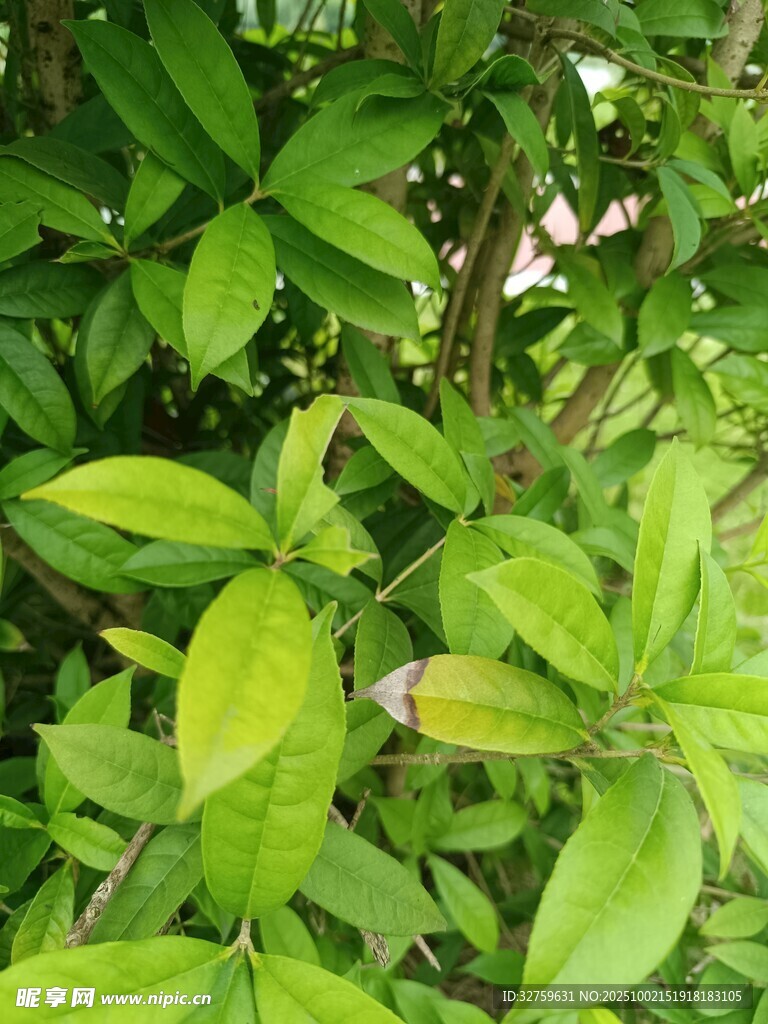 翠绿枝叶间的生机景象