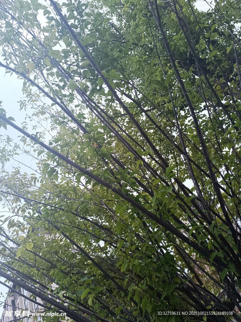 翠绿竹林景致