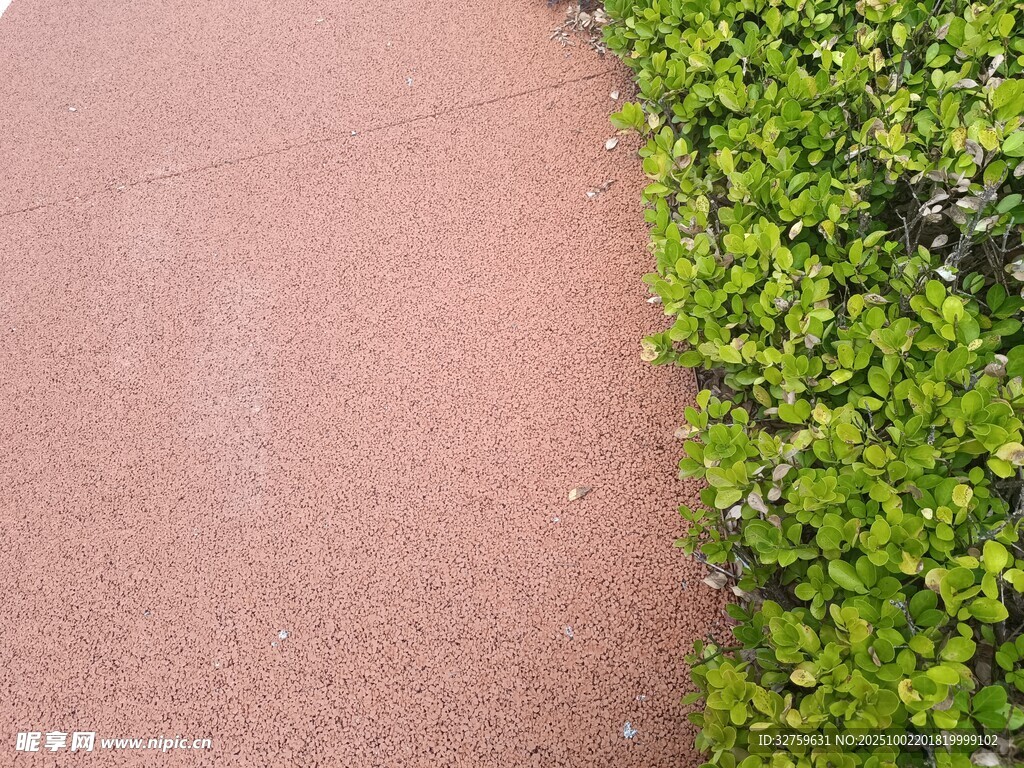 红道旁的翠绿植物