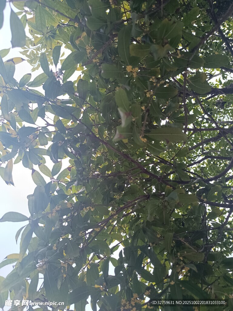 繁茂枝叶间的自然景致