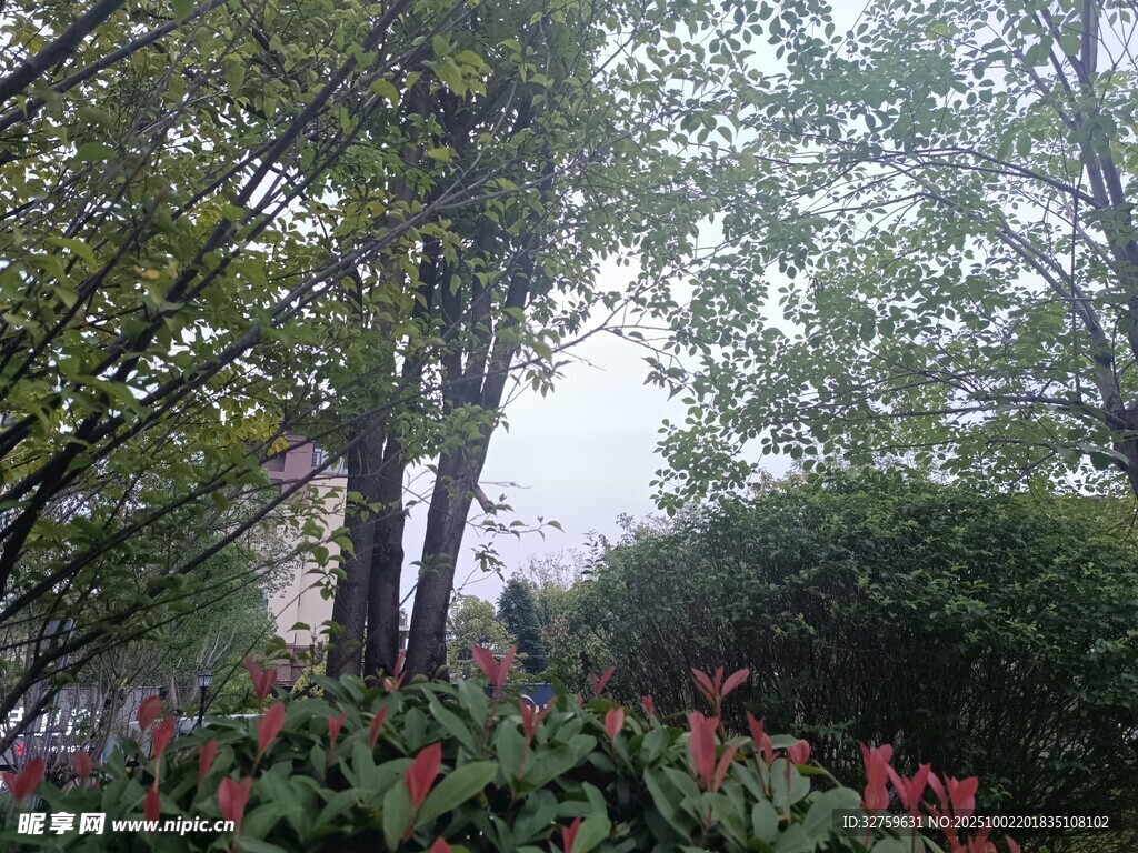 雾中树林绿植景观