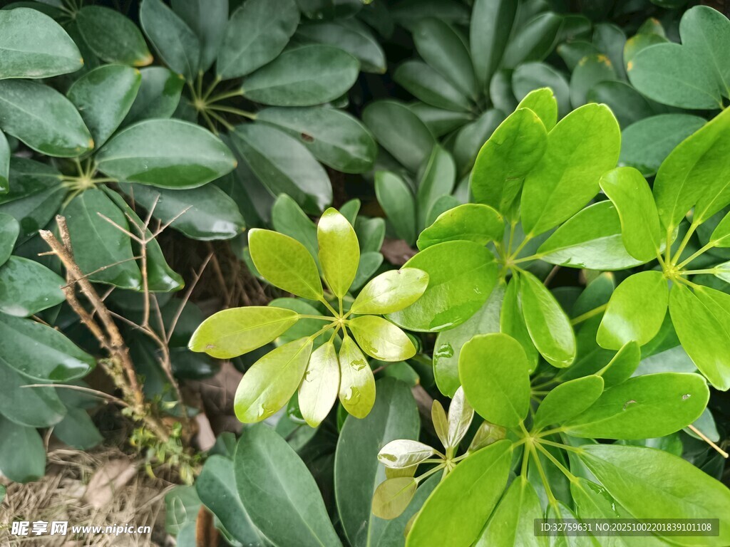 绿叶繁茂的植物景观