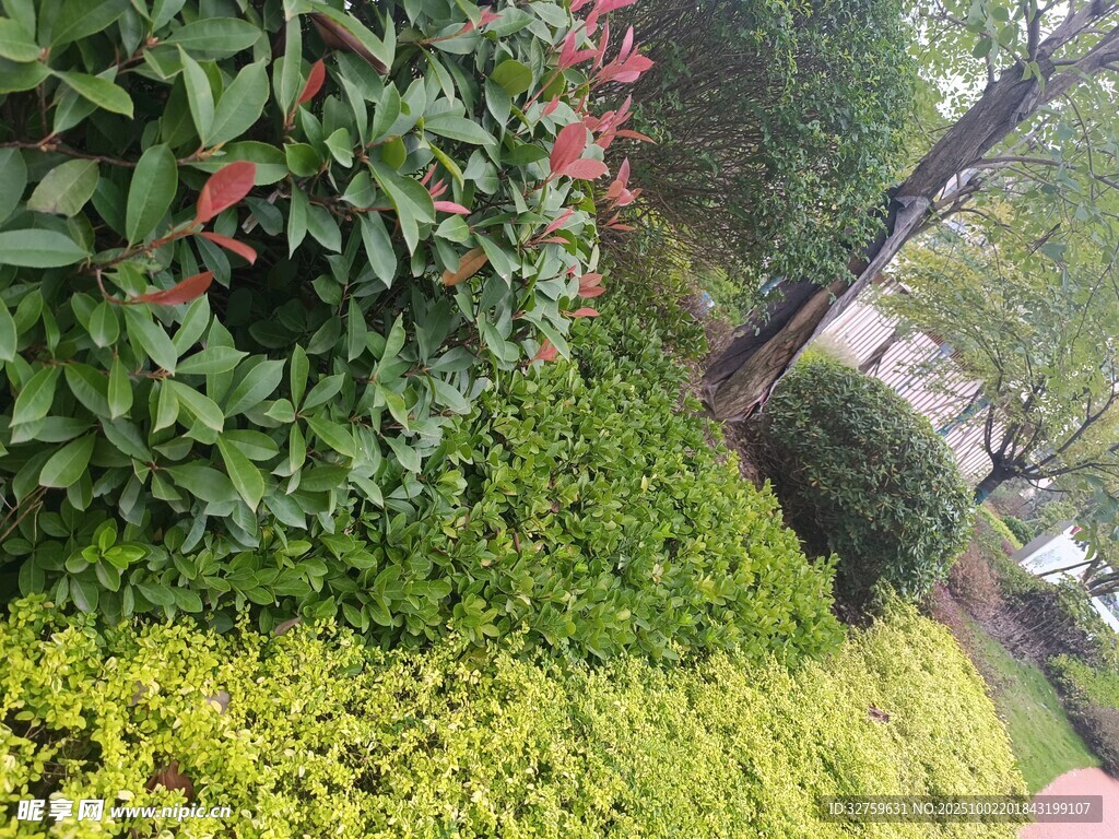 城市绿植景观一角