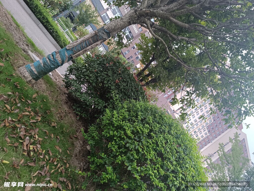路边绿植景观