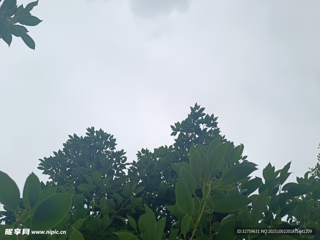 树梢上的天空