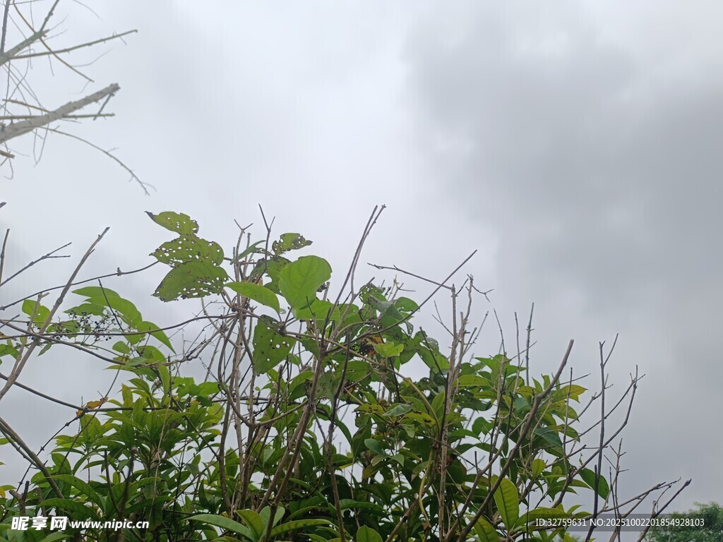 阴天中的繁茂绿植