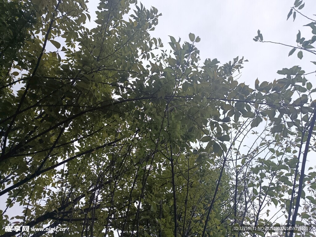 仰视茂密树林中的枝叶