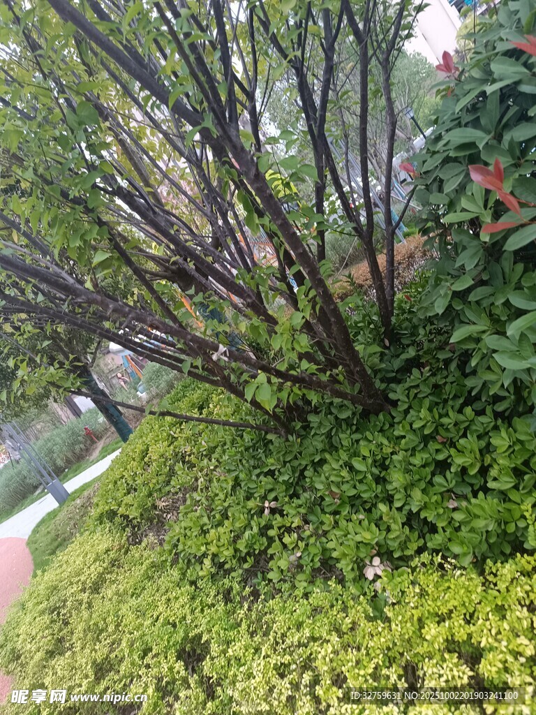 繁茂绿植中的树木景观