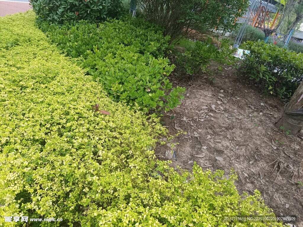 翠绿灌木景观