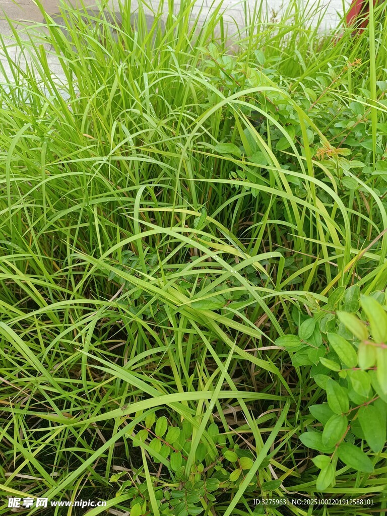 翠绿草丛特写