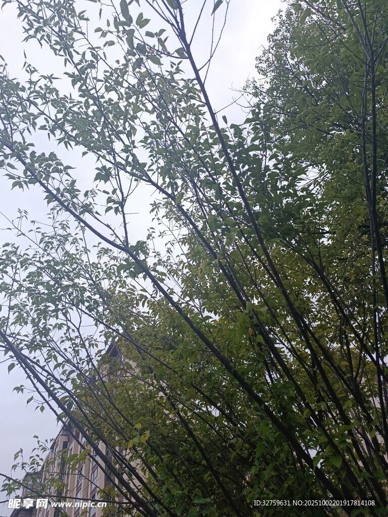 竹林景致