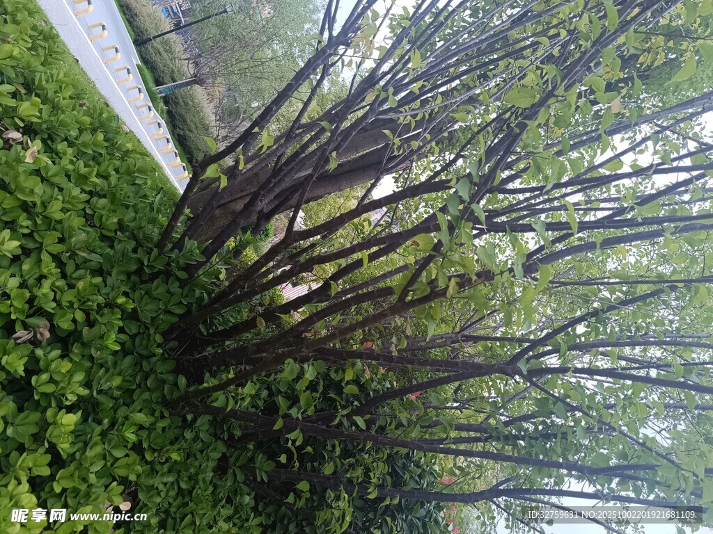 竹林绿意