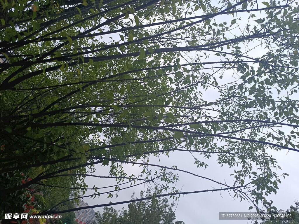 竹林上方的朦胧天空