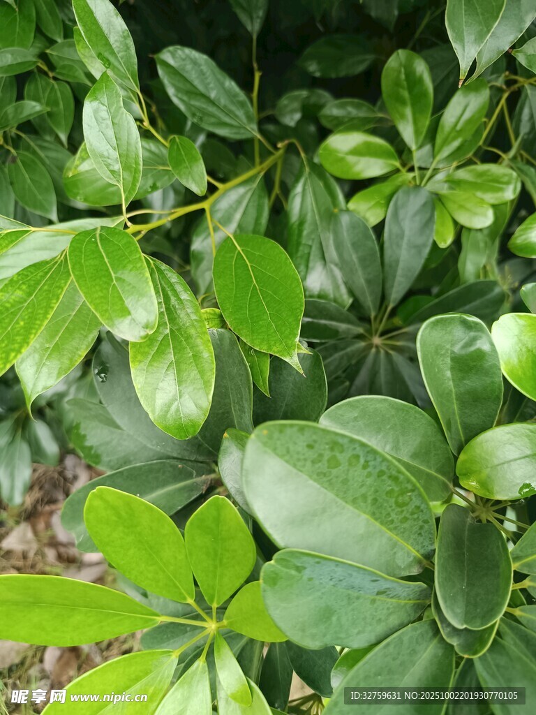 翠绿繁茂的绿叶植物