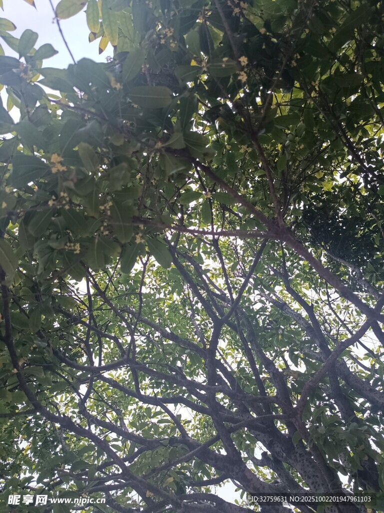 仰视繁茂枝叶