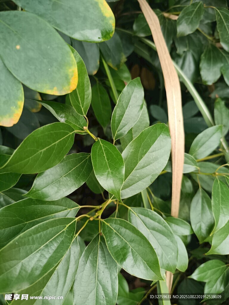 翠绿叶片植物特写