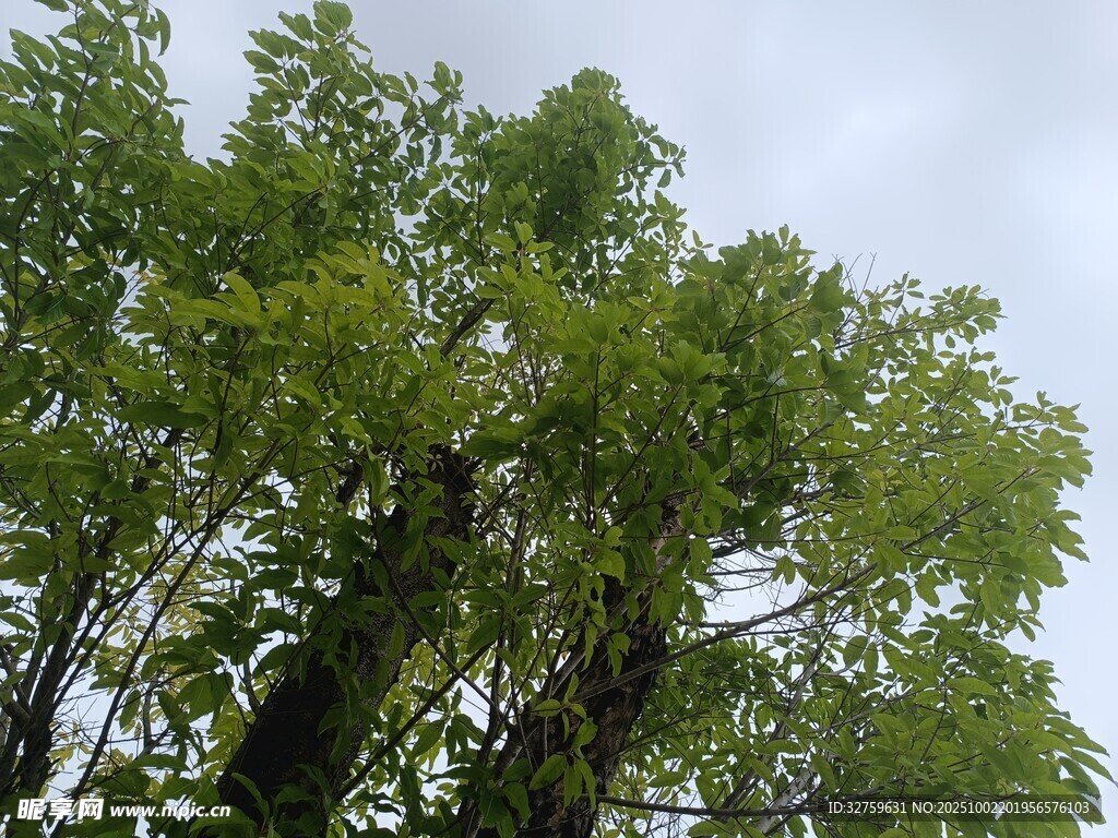 繁茂绿树 