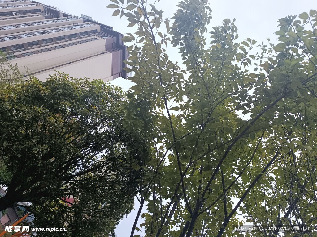 房屋旁葱郁的繁茂树木