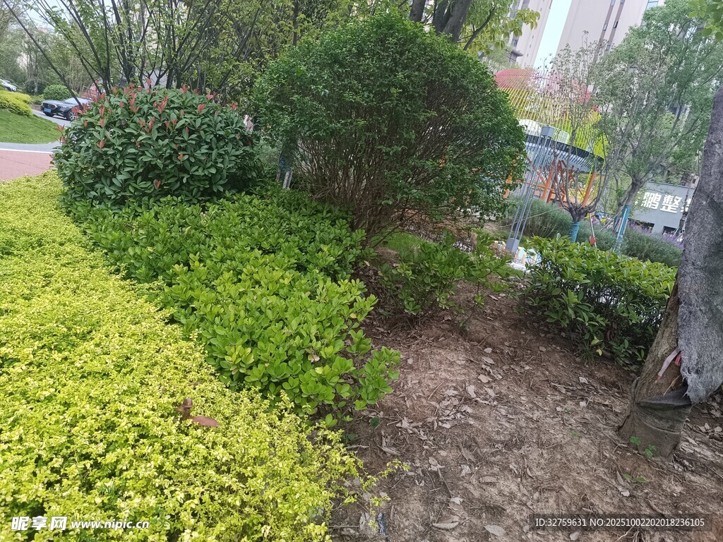 绿意盎然的户外植物景观
