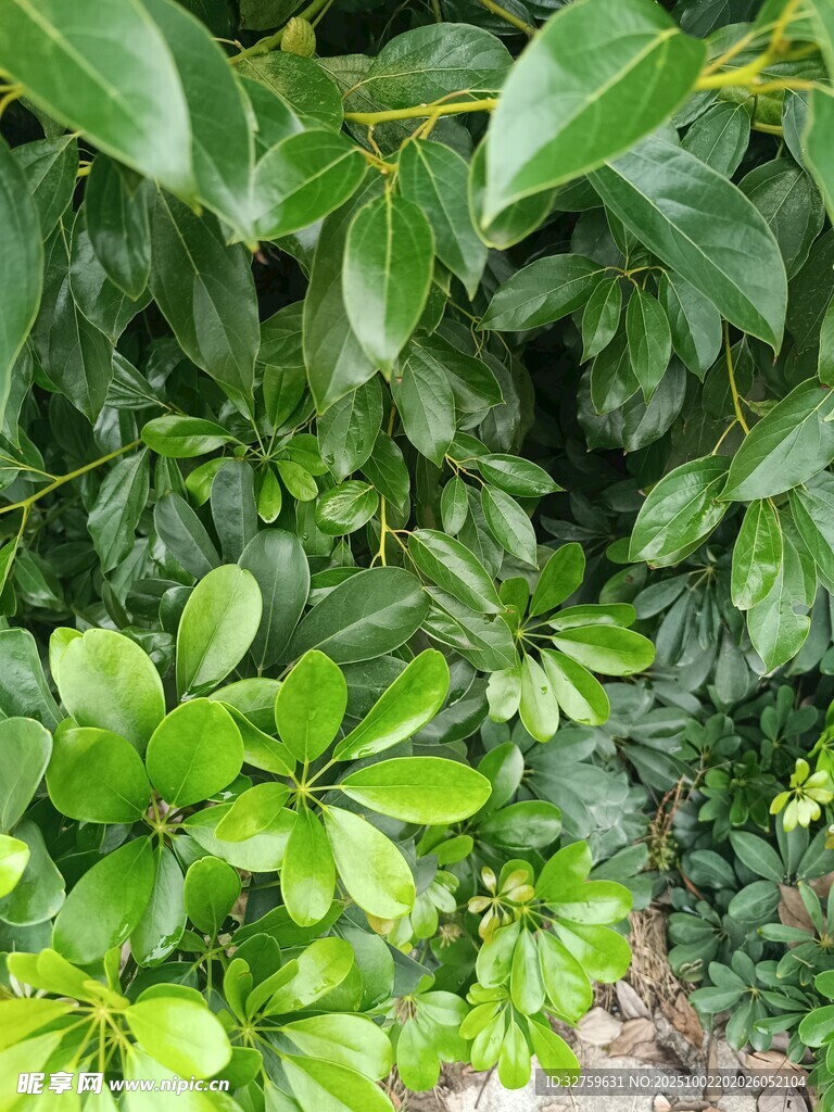 翠绿繁茂的多样绿植景观