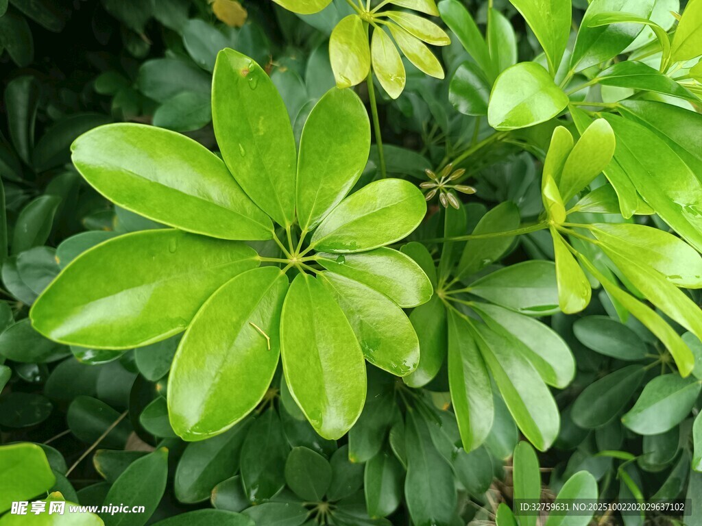 翠绿鹅掌柴叶片特写