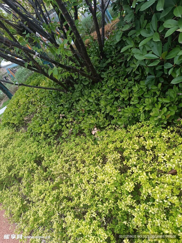 翠绿繁茂的丛生植物景观