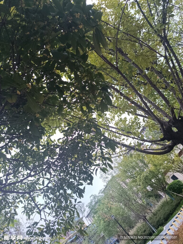 仰视繁茂大树景观
