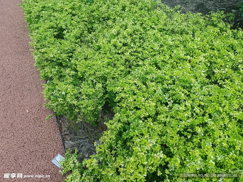 翠绿繁茂的地面绿植景观