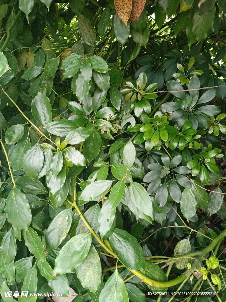 绿叶间的蜿蜒藤蔓