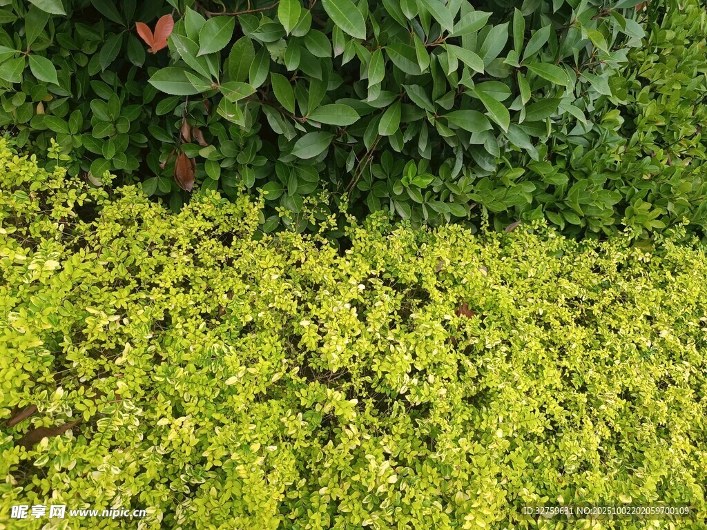 翠绿植物景观