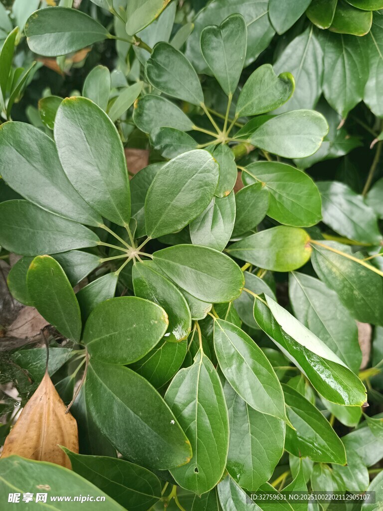 翠绿繁茂的掌状绿叶植物