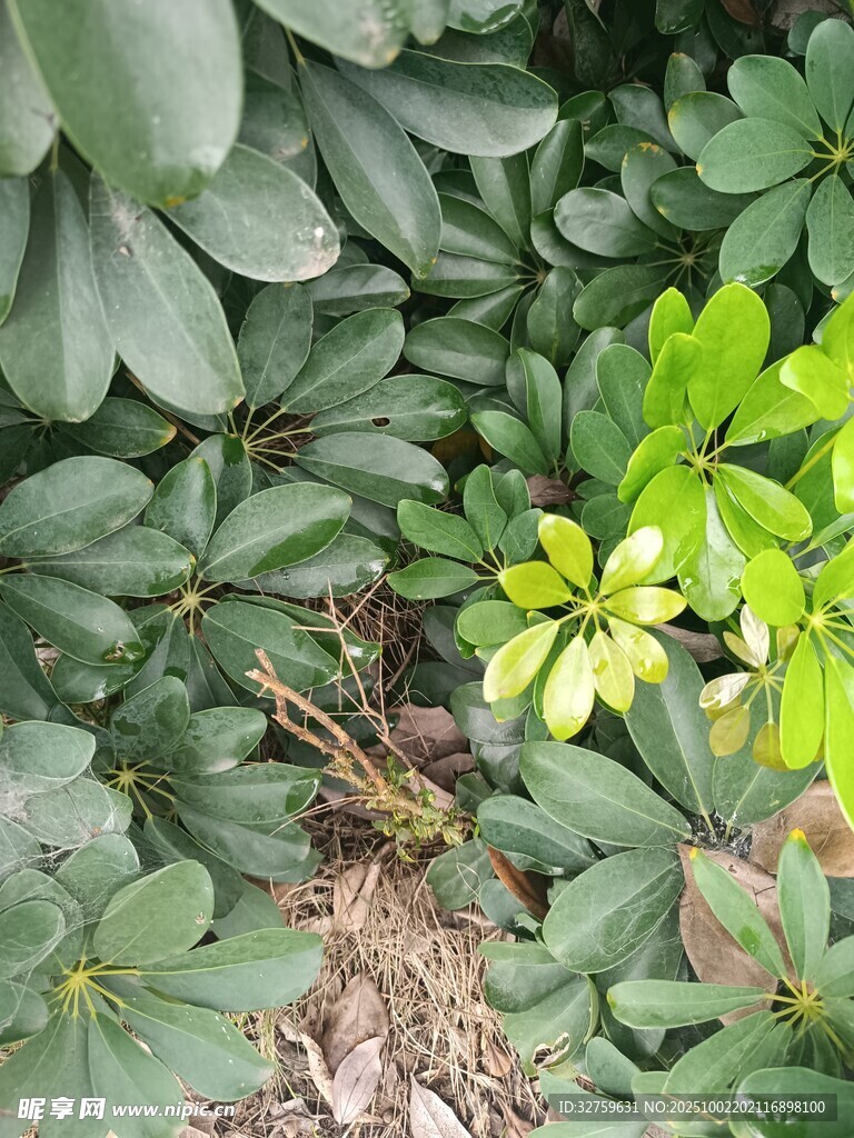 绿叶间的生机