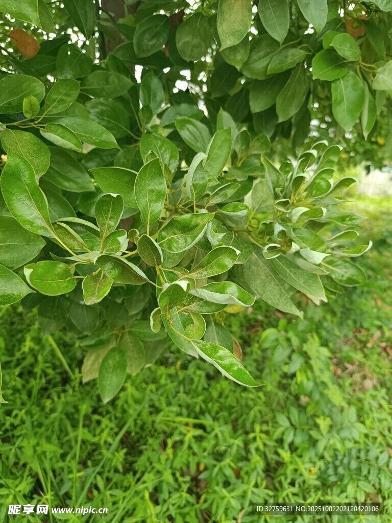 绿叶繁茂的生机景象