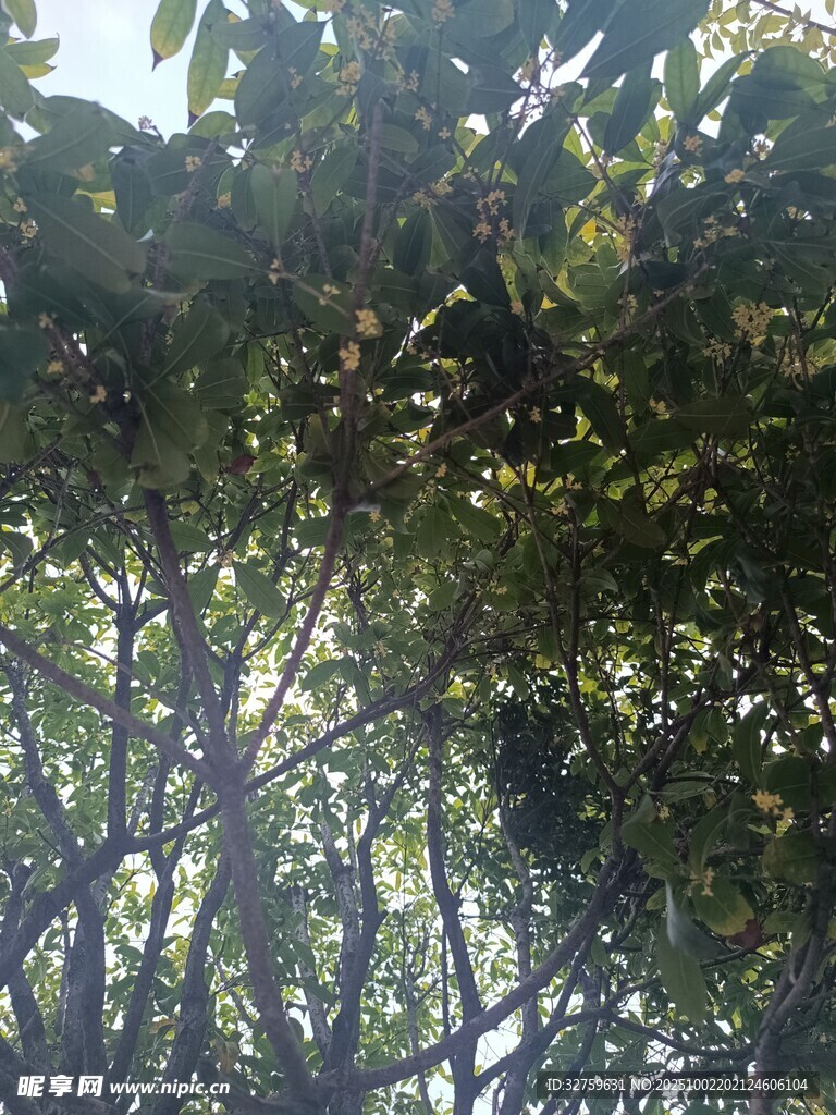 仰视茂密枝叶间的天空