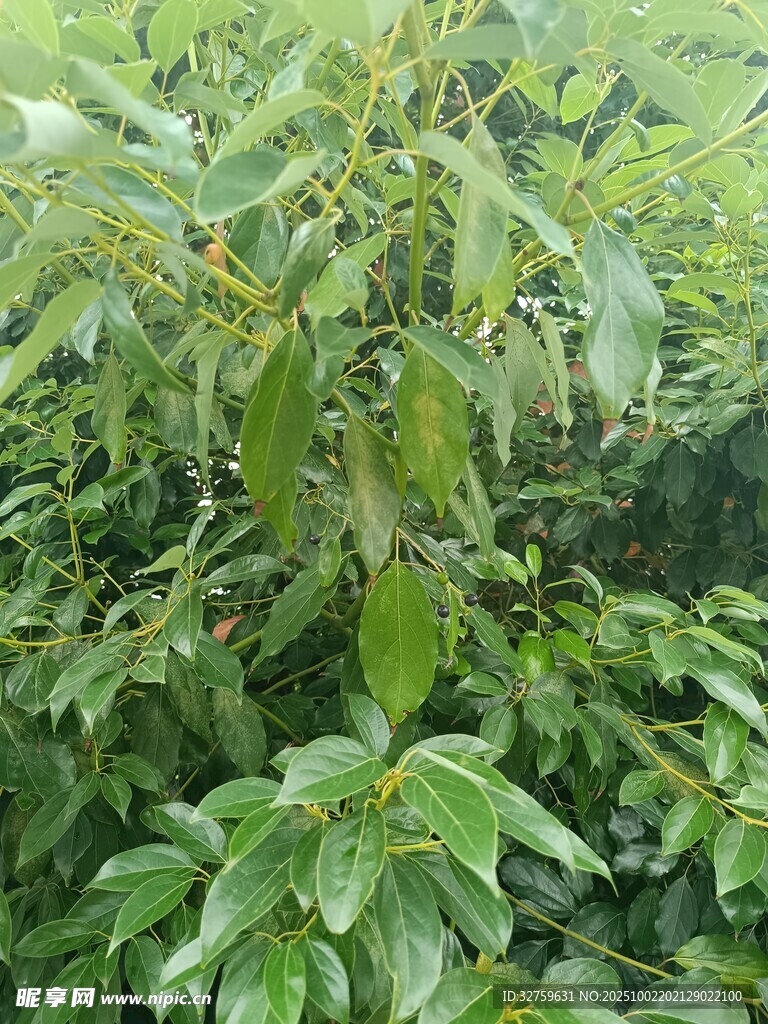 繁茂绿植景观
