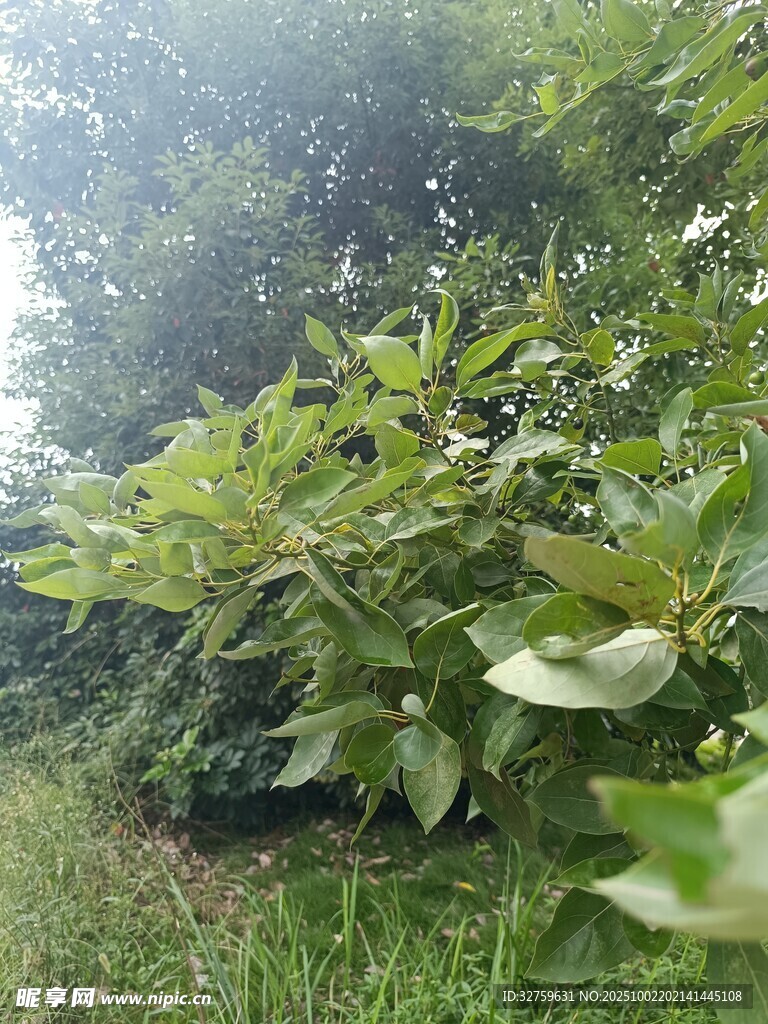 绿意盎然的繁茂植物景观