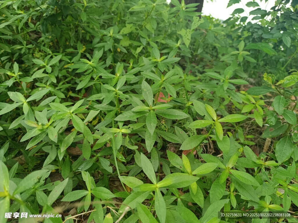 茂密绿植景观