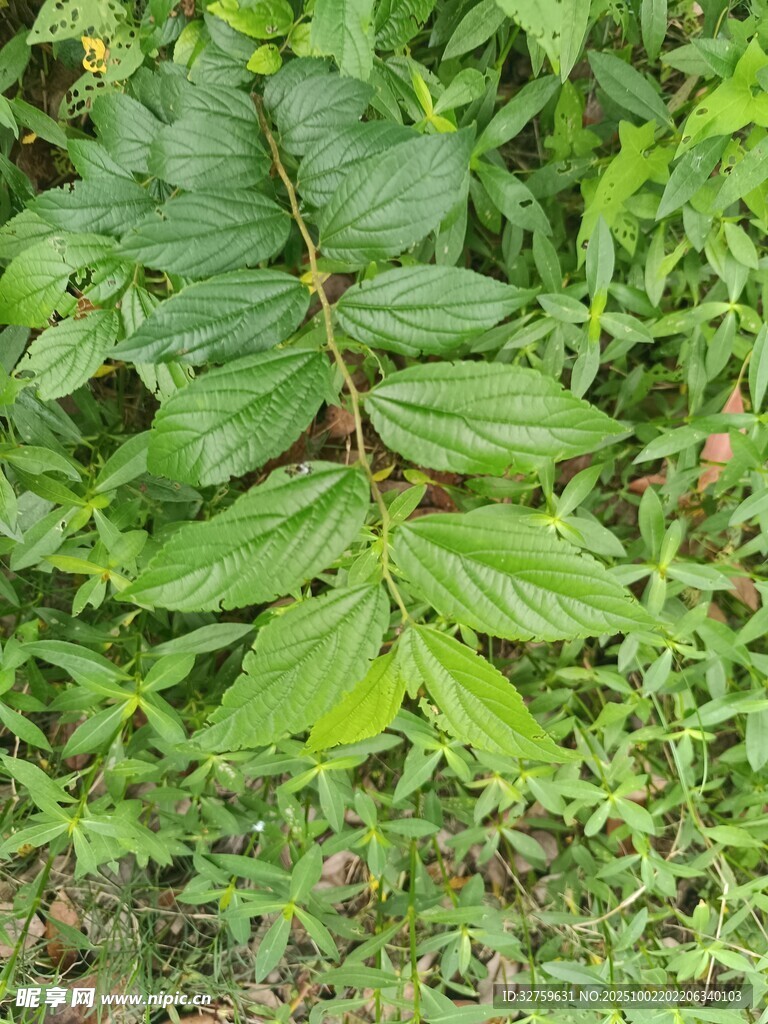翠绿蕨类植物叶片特写