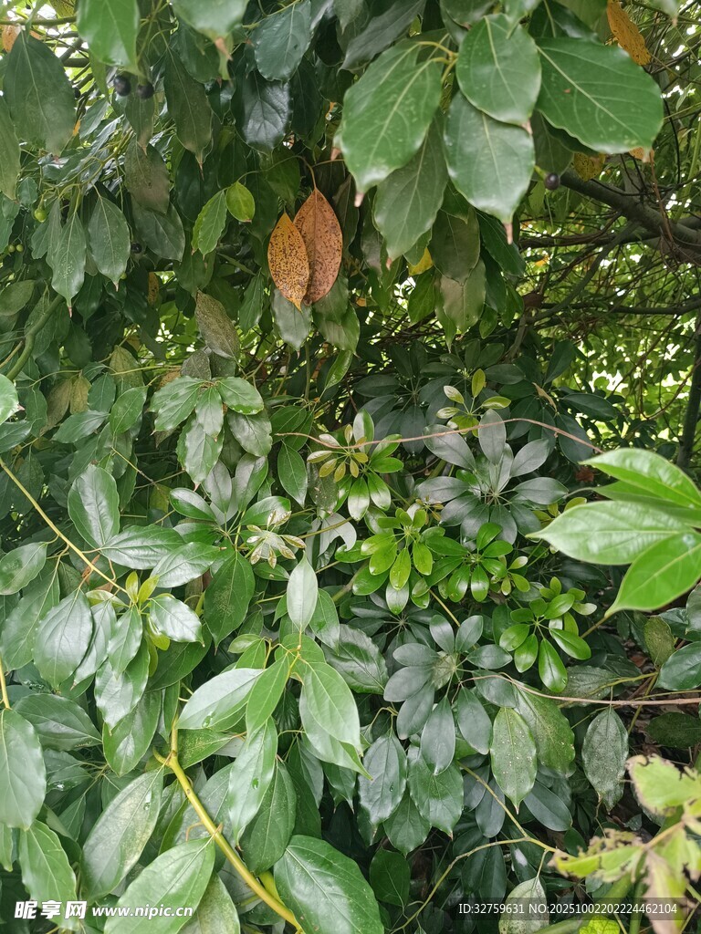 繁茂绿植景观