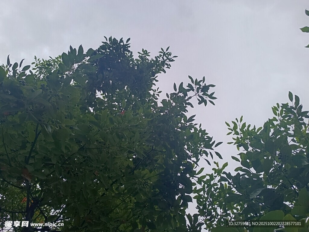 仰视茂密树冠
