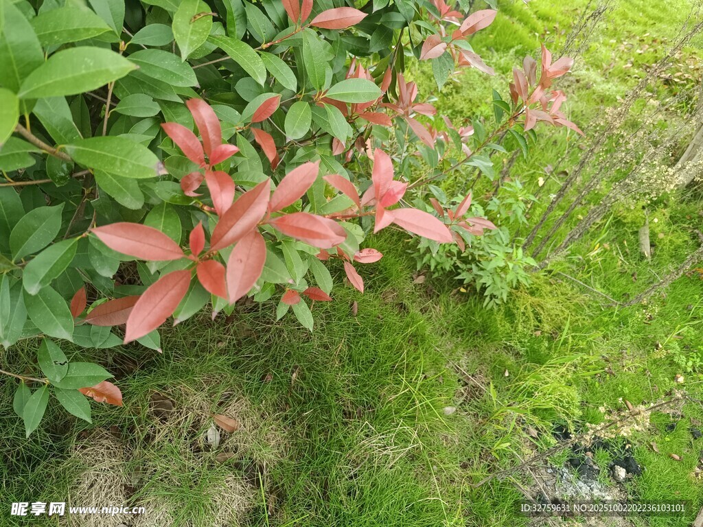 绿叶间的嫣红新叶