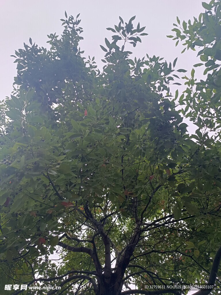 枝叶繁茂的绿树