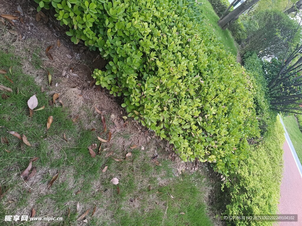 路边翠绿灌木丛