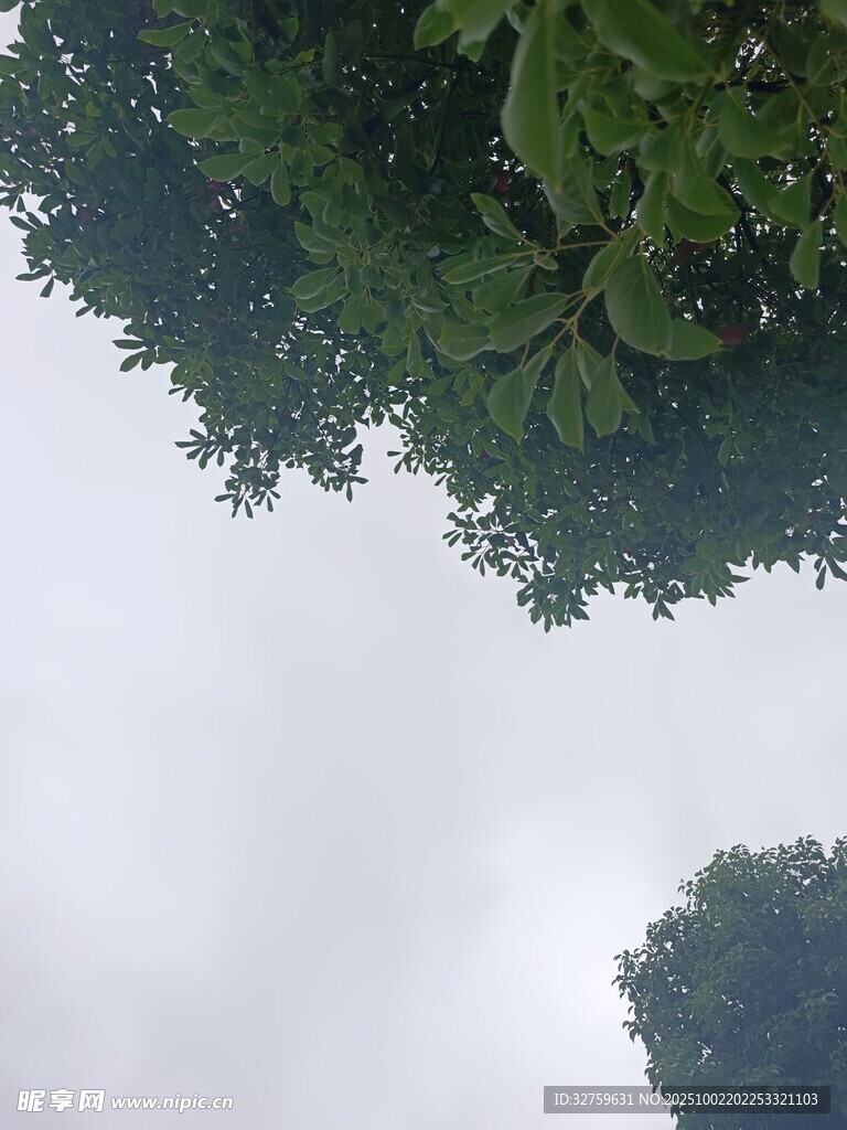 仰视绿树与天空