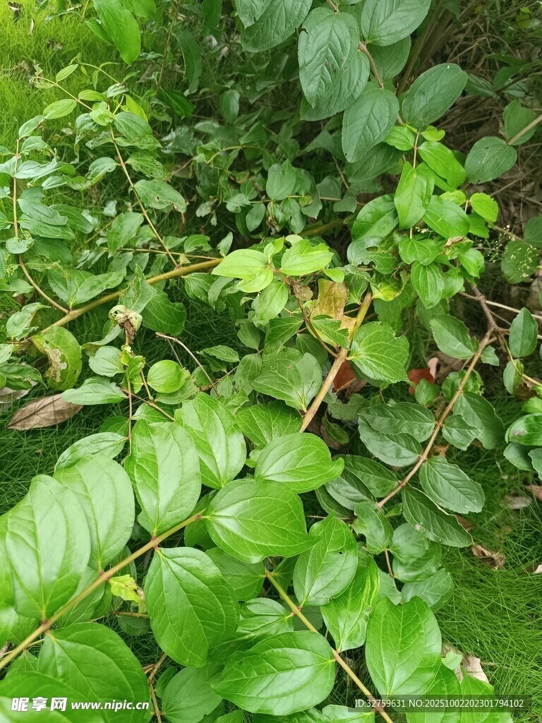 翠绿繁茂的植物枝叶