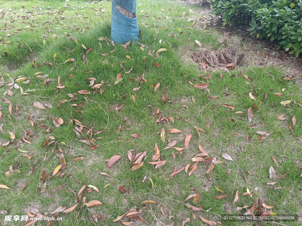 草地上散落的枯黄树叶