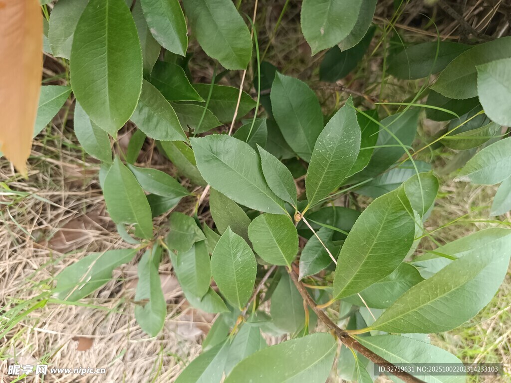 绿叶繁茂的植物景象