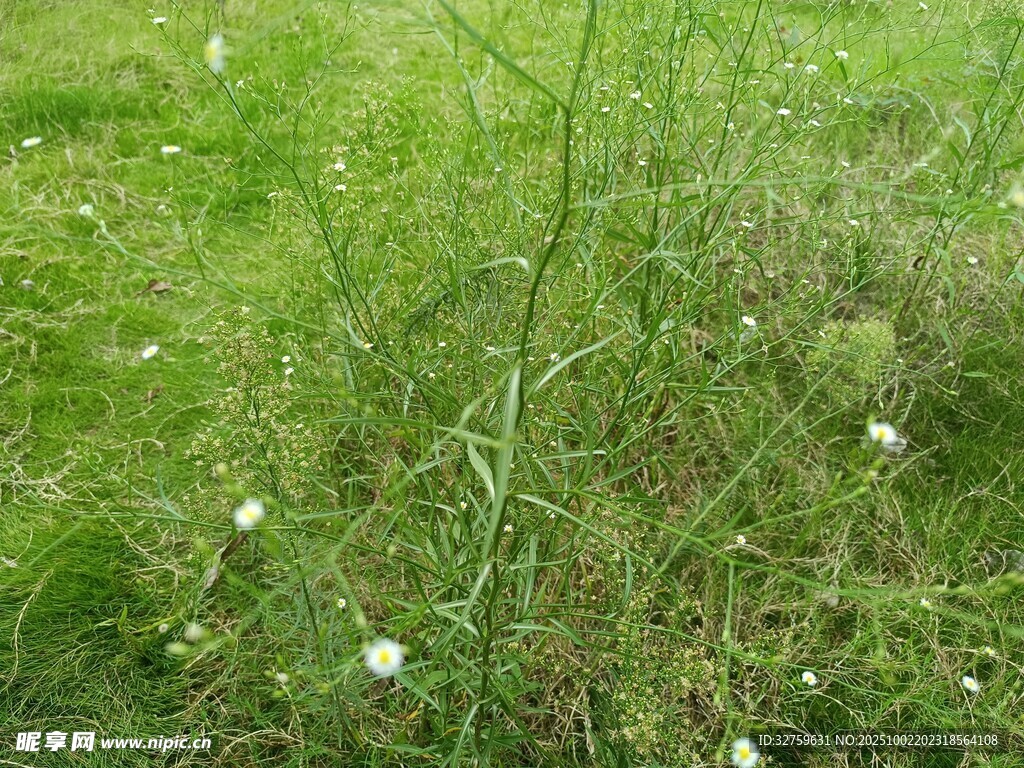 草地上的白花植物
