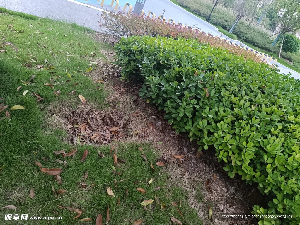 路边绿植旁的泥土痕迹